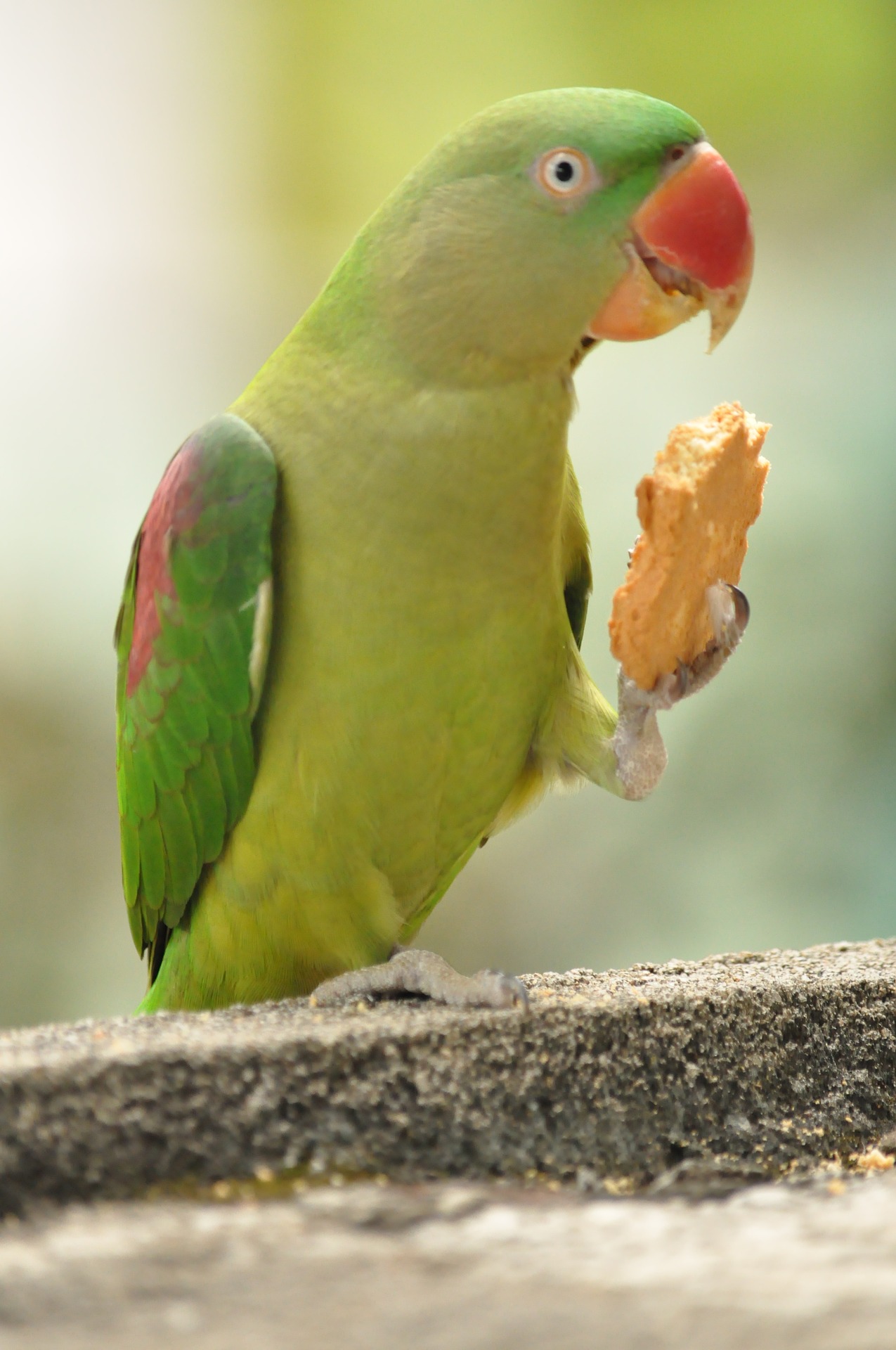 Nanuk pro papouška nebo chutné kuličky? Vyrobte si doma zdravé ptačí mlsání!